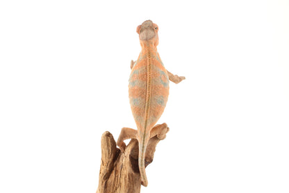 Nosy Be Panther Chameleon