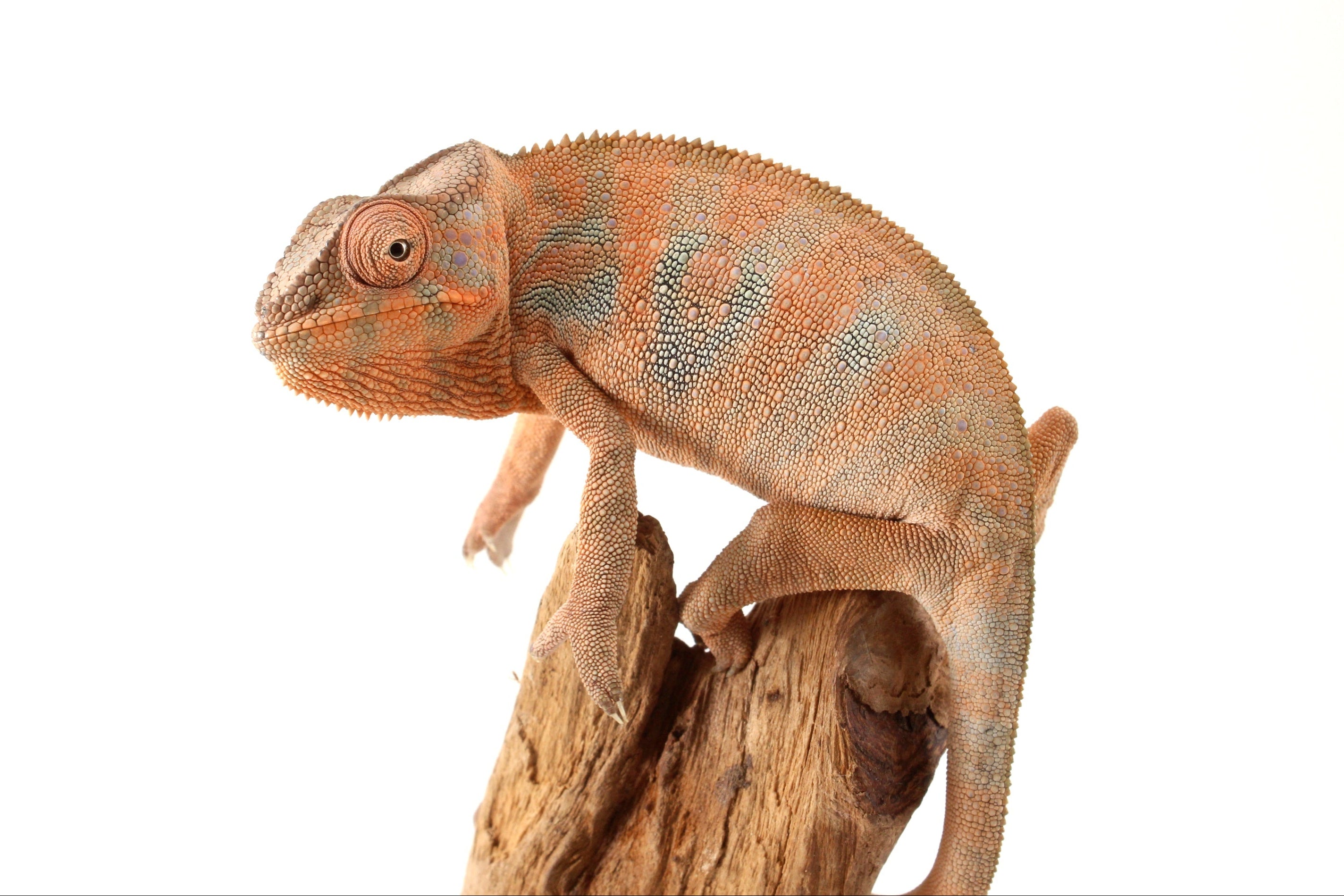 Discover Amazing Chameleons | Reptiles Archive – All Reptiles