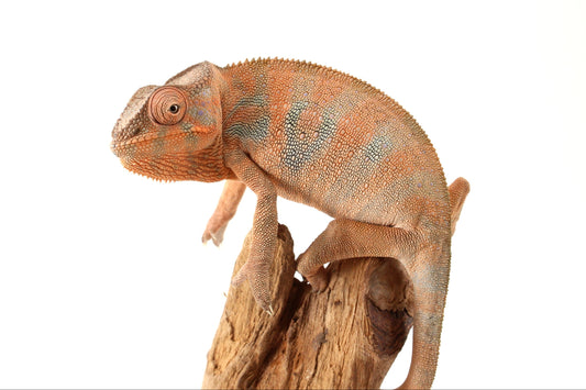 Nosy Be Panther Chameleon