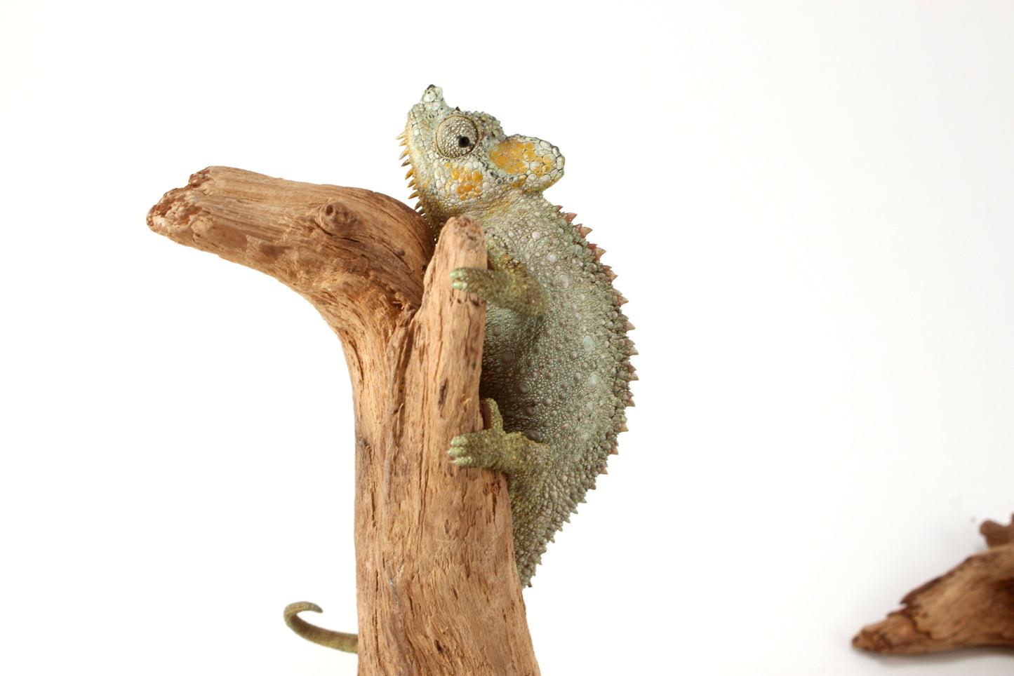 Helmeted Chameleon