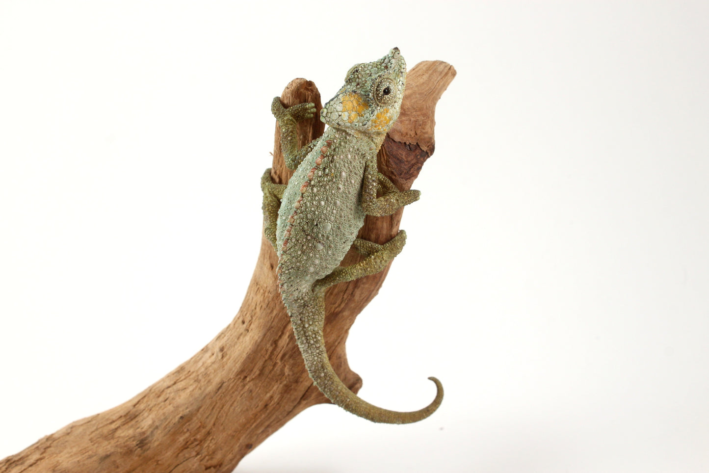 Helmeted Chameleon