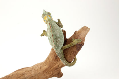 Helmeted Chameleon