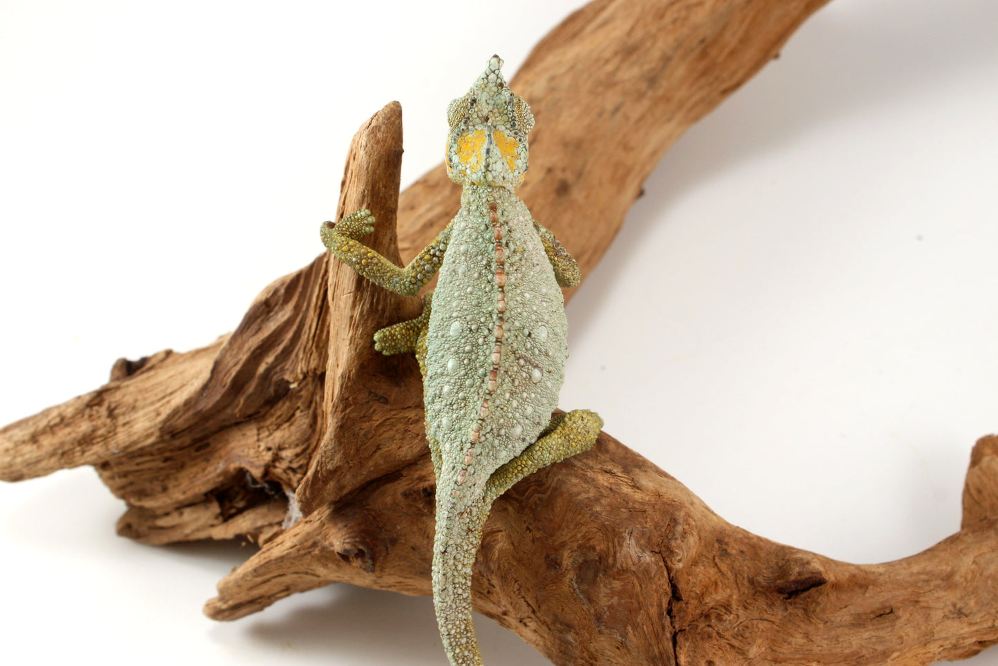 Helmeted Chameleon