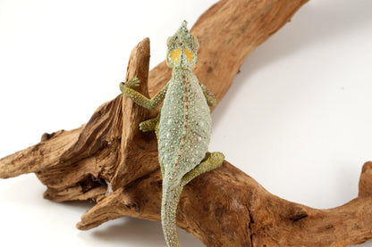 Helmeted Chameleon