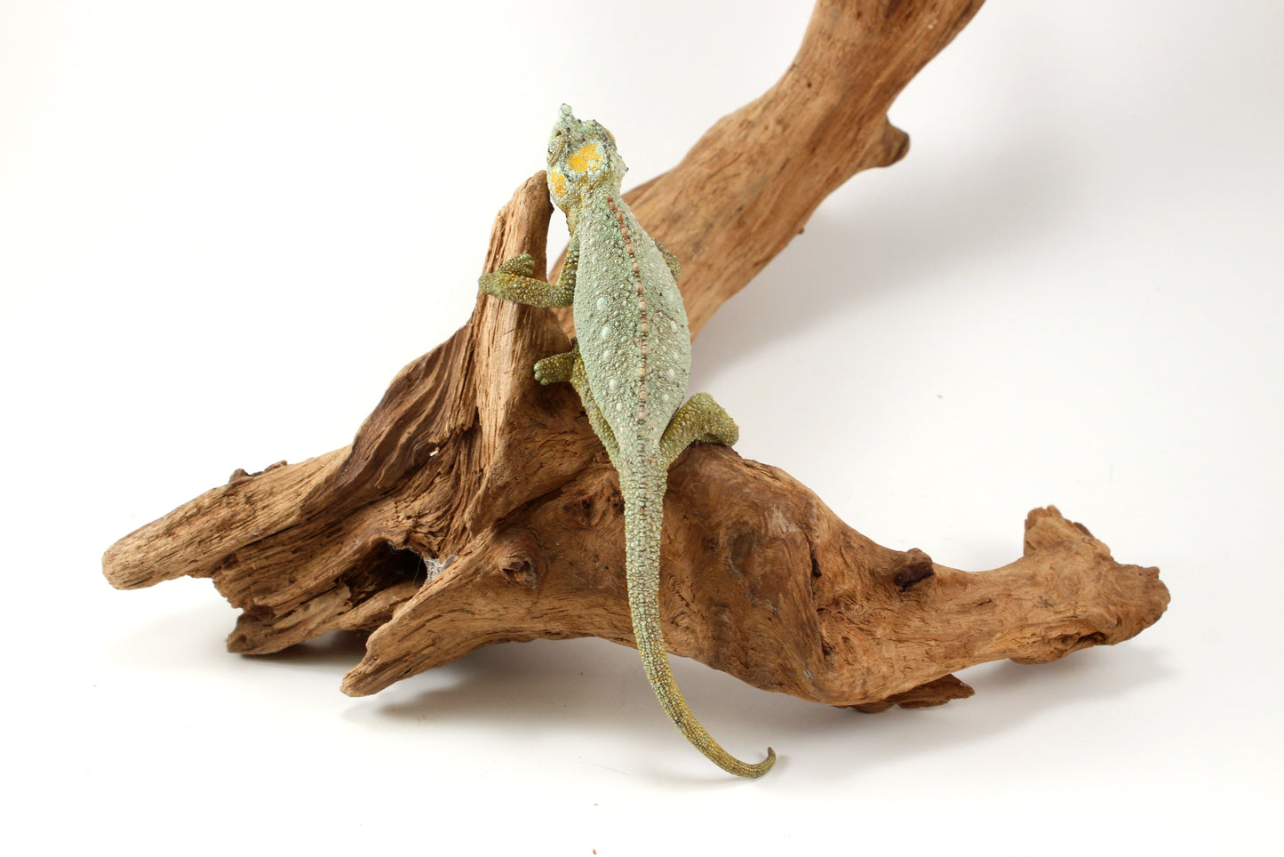 Helmeted Chameleon