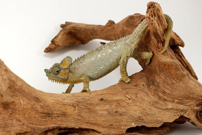 Helmeted Chameleon