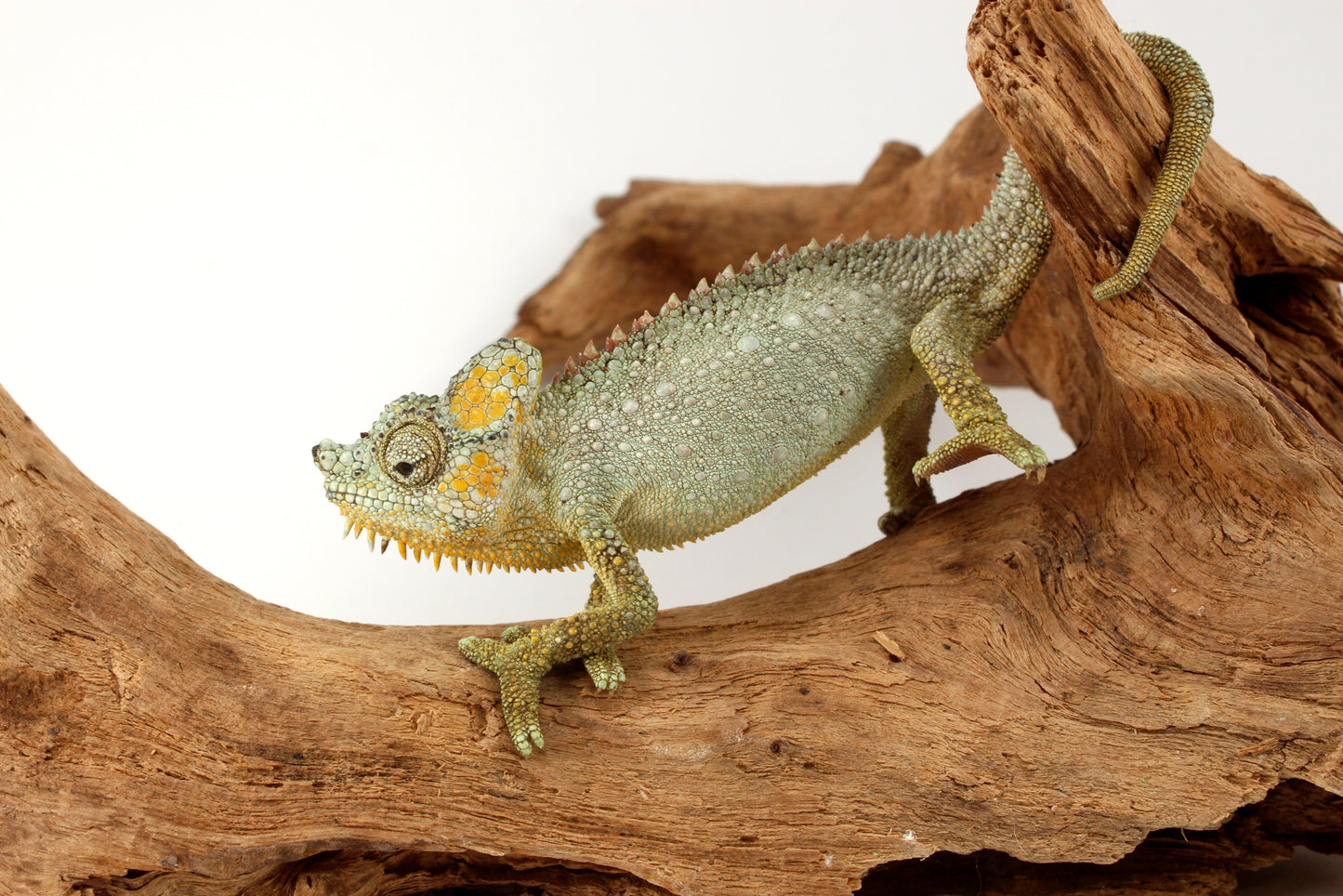 Helmeted Chameleon