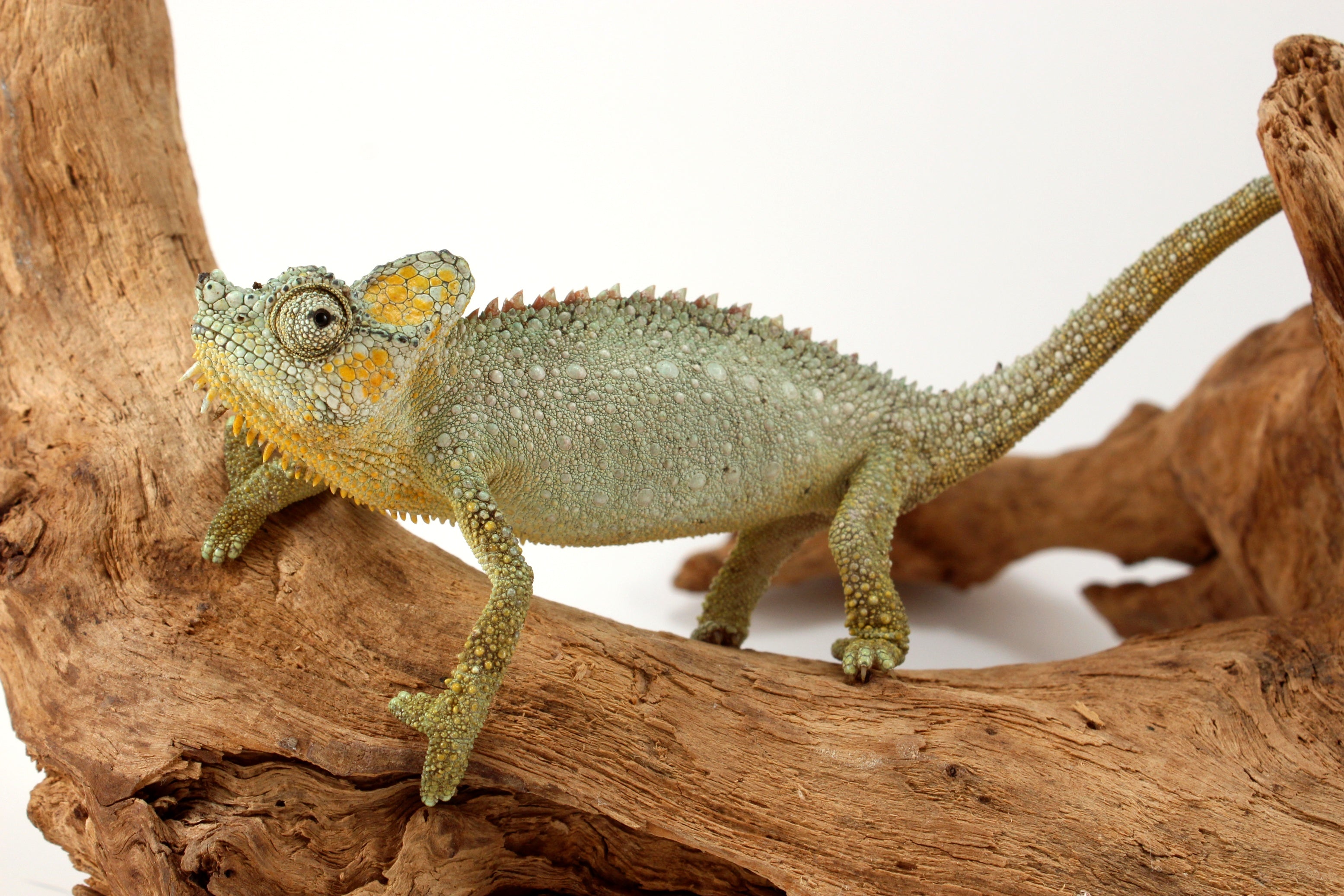 Discover Amazing Chameleons | Reptiles Archive – All Reptiles