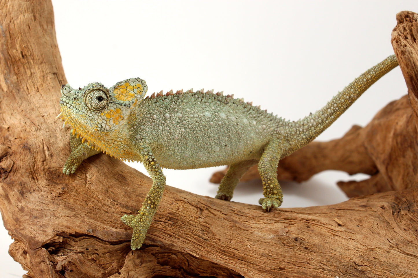 Helmeted Chameleon