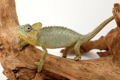 Helmeted Chameleon