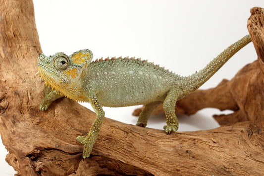 Helmeted Chameleon