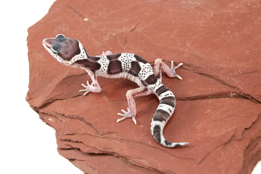 Black Night Mack Snow Leopard Gecko