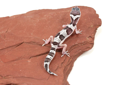 Black Night Mack Snow Leopard Gecko