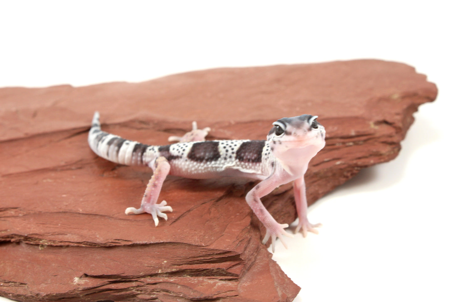 Black Night Mack Snow Leopard Gecko
