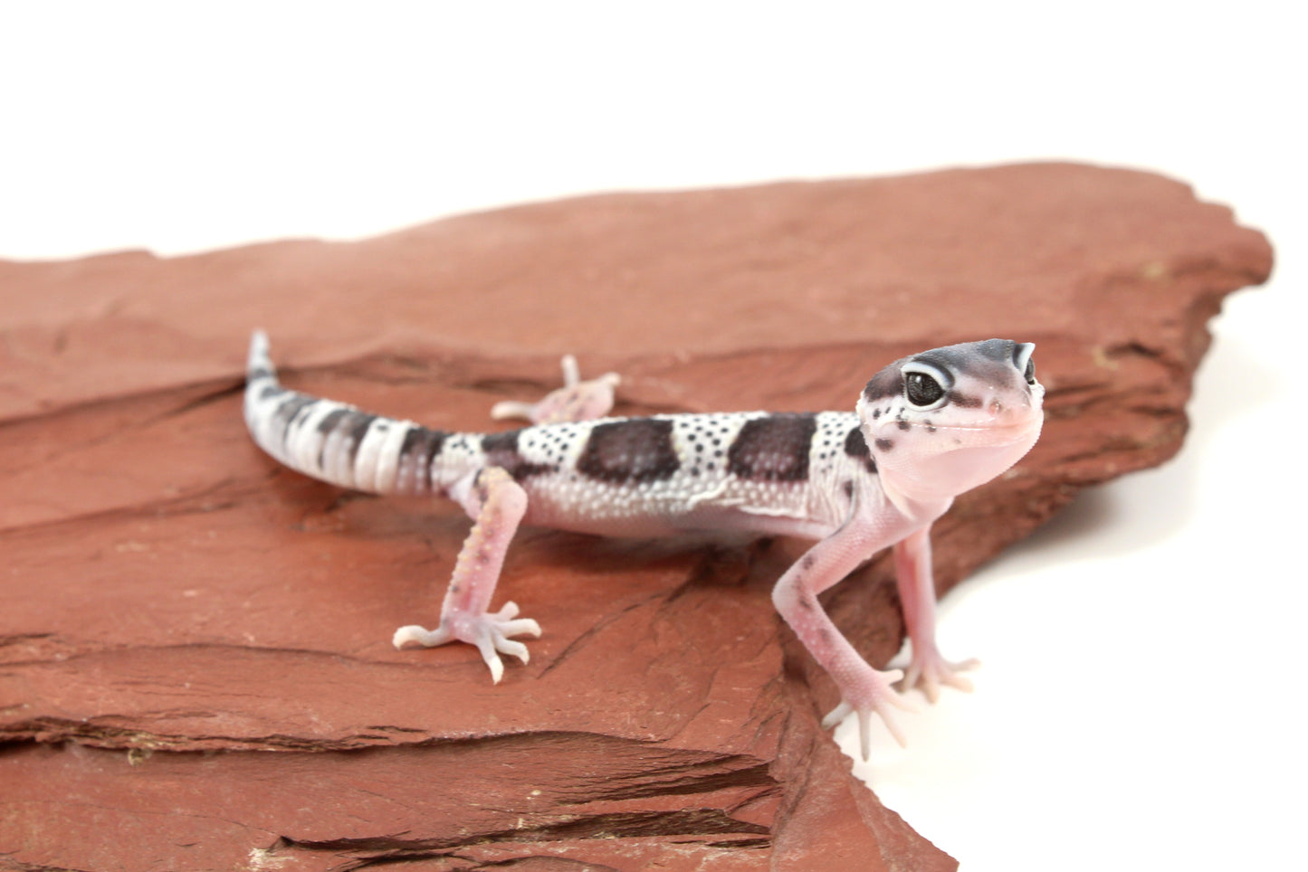 Black Night Mack Snow Leopard Gecko