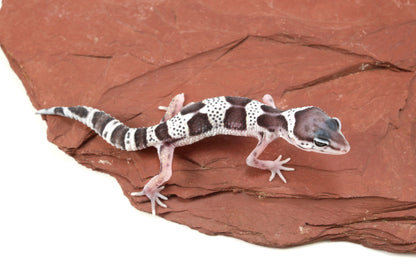 Black Night Mack Snow Leopard Gecko