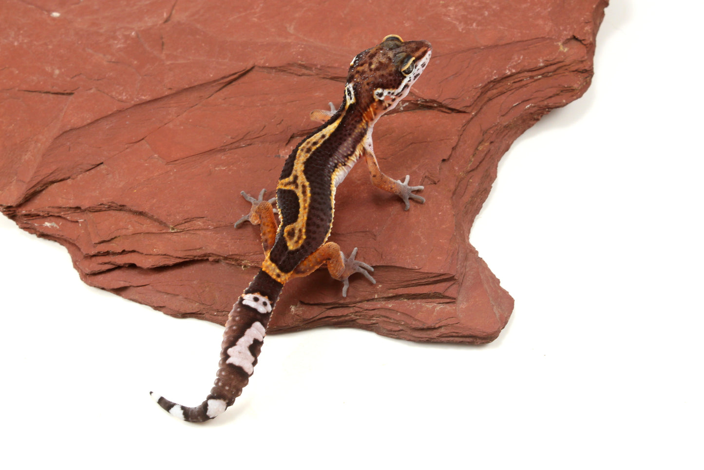 Medium Grade Black Night Jungle Leopard Gecko