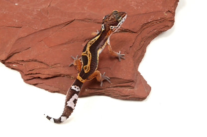Medium Grade Black Night Jungle Leopard Gecko