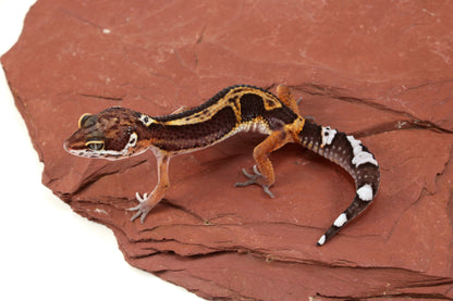 Medium Grade Black Night Jungle Leopard Gecko