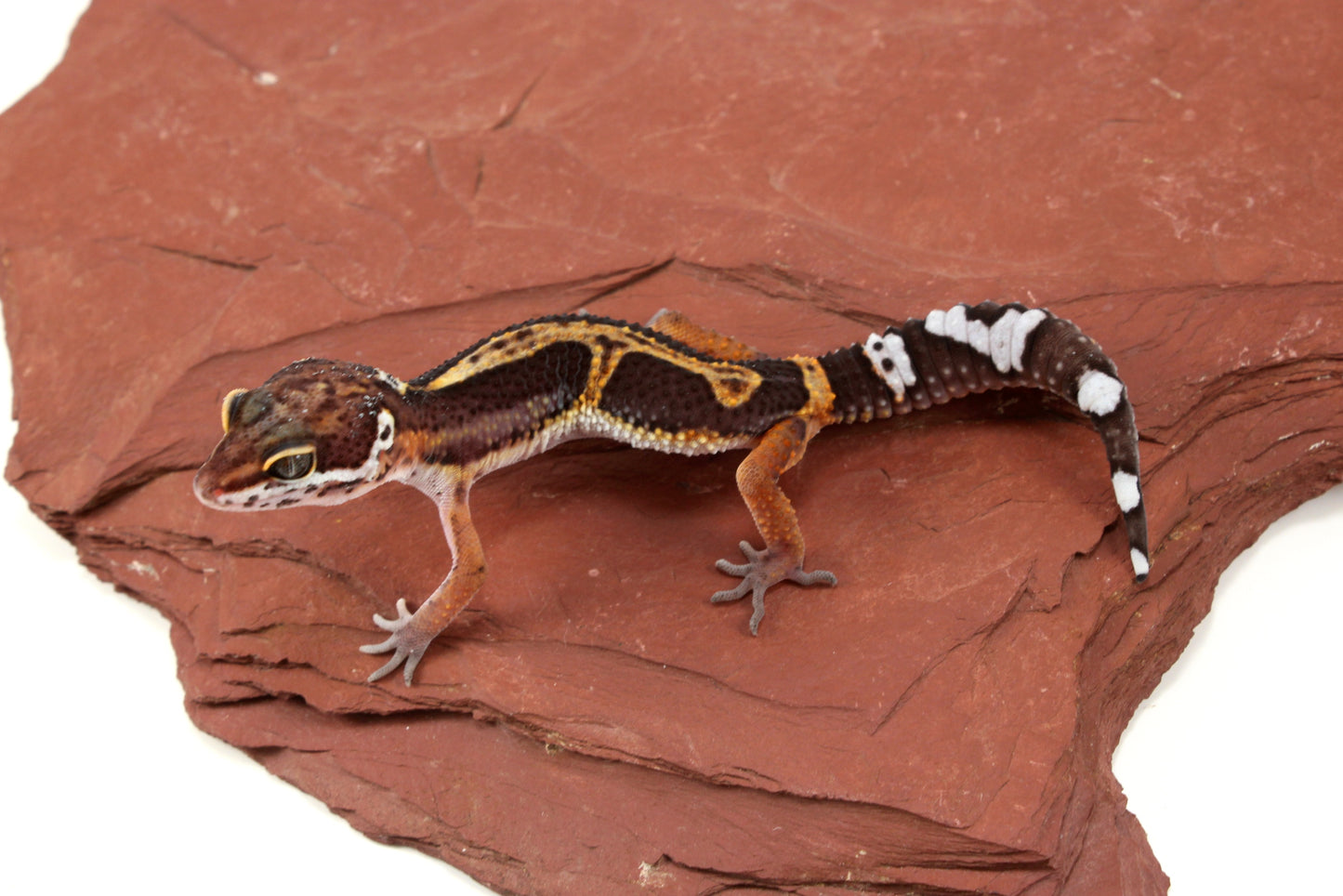 Medium Grade Black Night Jungle Leopard Gecko