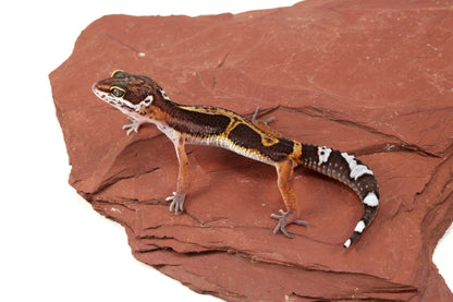 Medium Grade Black Night Jungle Leopard Gecko
