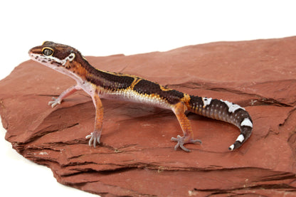 Medium Grade Black Night Jungle Leopard Gecko