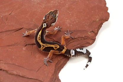 Medium Grade Black Night Jungle Leopard Gecko