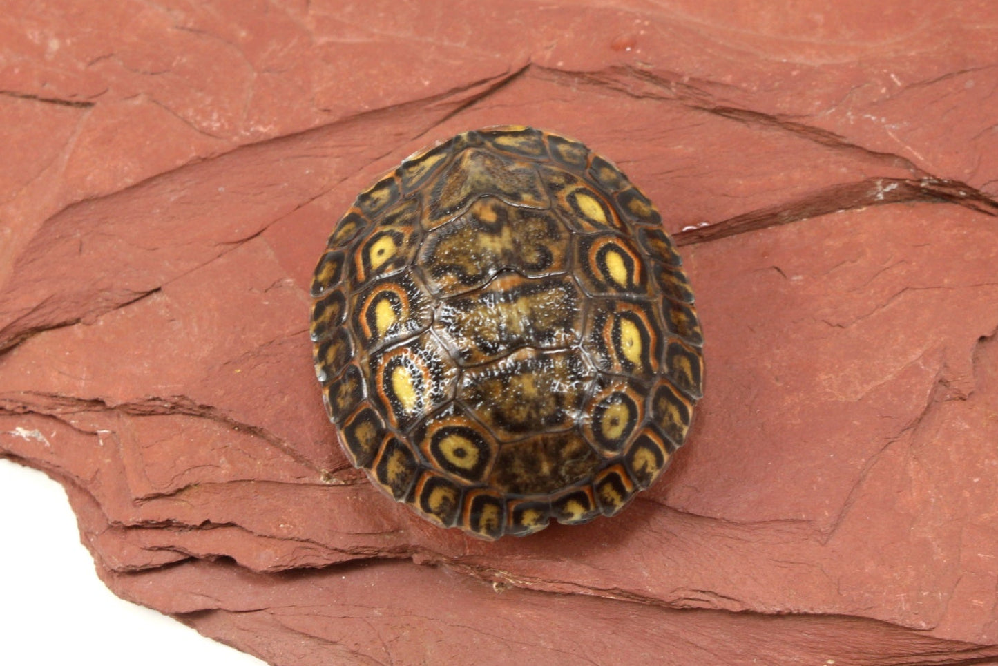 Ornate Wood Turtle