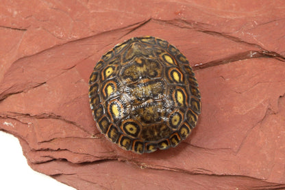 Ornate Wood Turtle