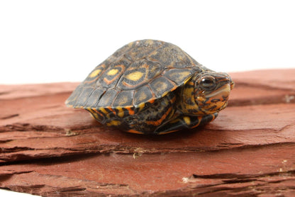 Ornate Wood Turtle
