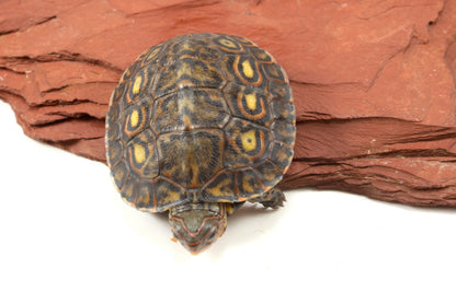 Ornate Wood Turtle