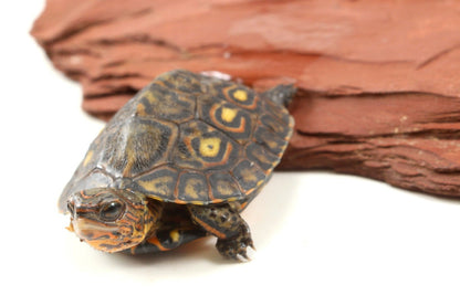 Ornate Wood Turtle