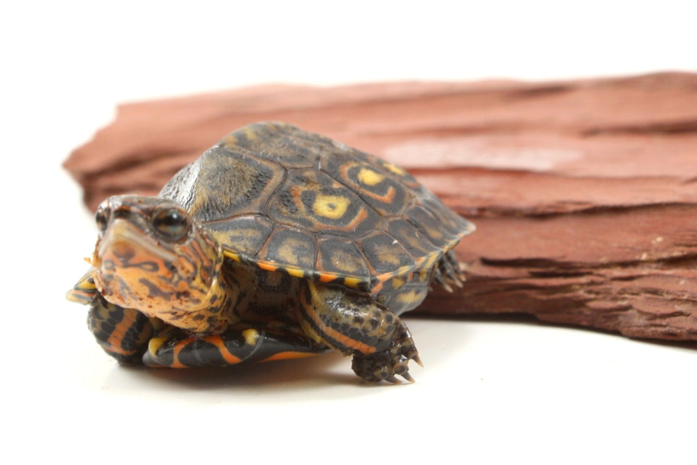Ornate Wood Turtle
