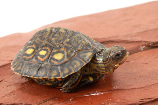 Ornate Wood Turtle