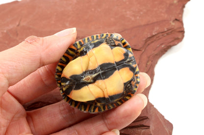 Ornate Wood Turtle