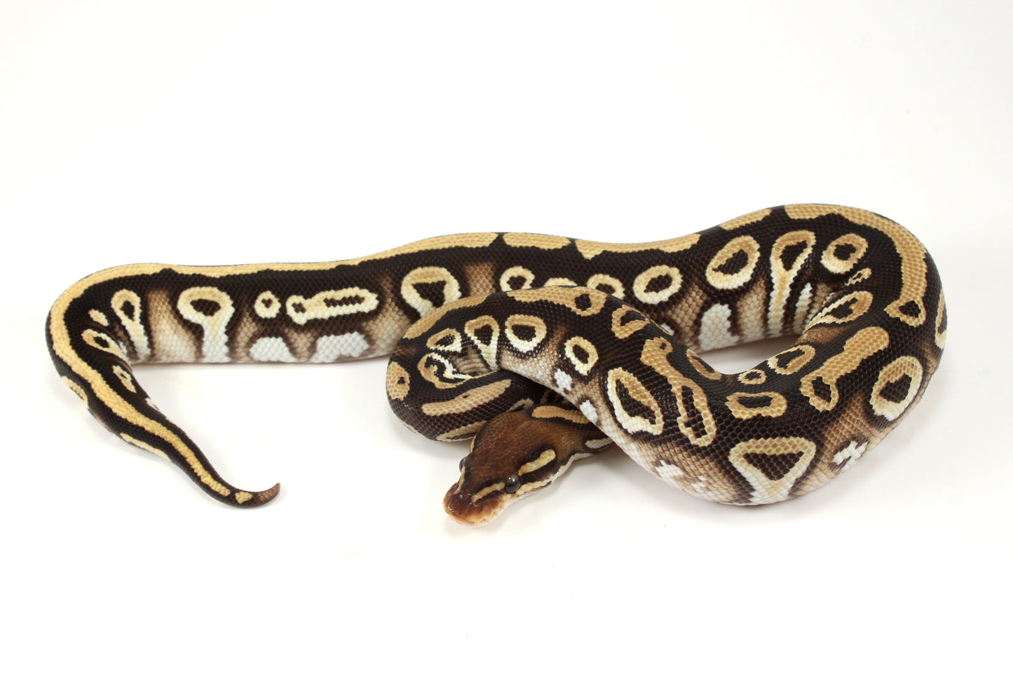 Mystic h. Clown Ball Python