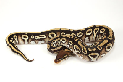 Mystic h. Clown Ball Python