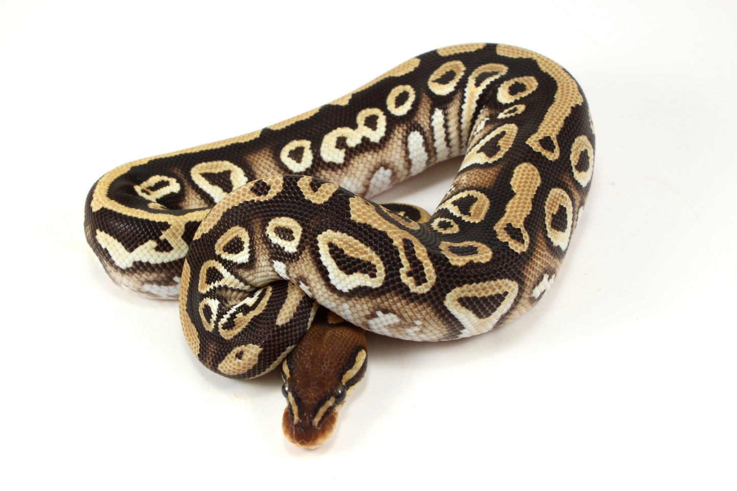 Mystic h. Clown Ball Python