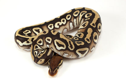 Mystic h. Clown Ball Python