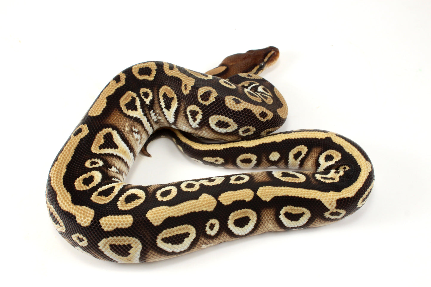 Mystic h. Clown Ball Python