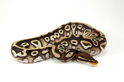 Mystic h. Clown Ball Python