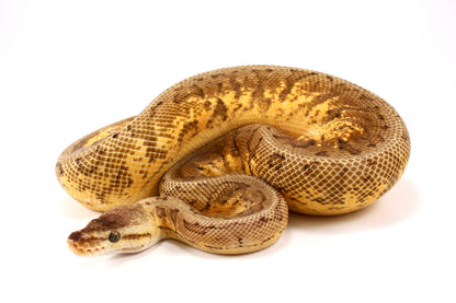 Lemonblast Calico Asphalt/Yellow Belly h. Hypo Ball Python