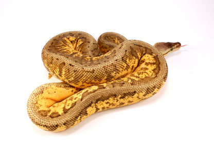 Lemonblast Calico Asphalt/Yellow Belly h. Hypo Ball Python