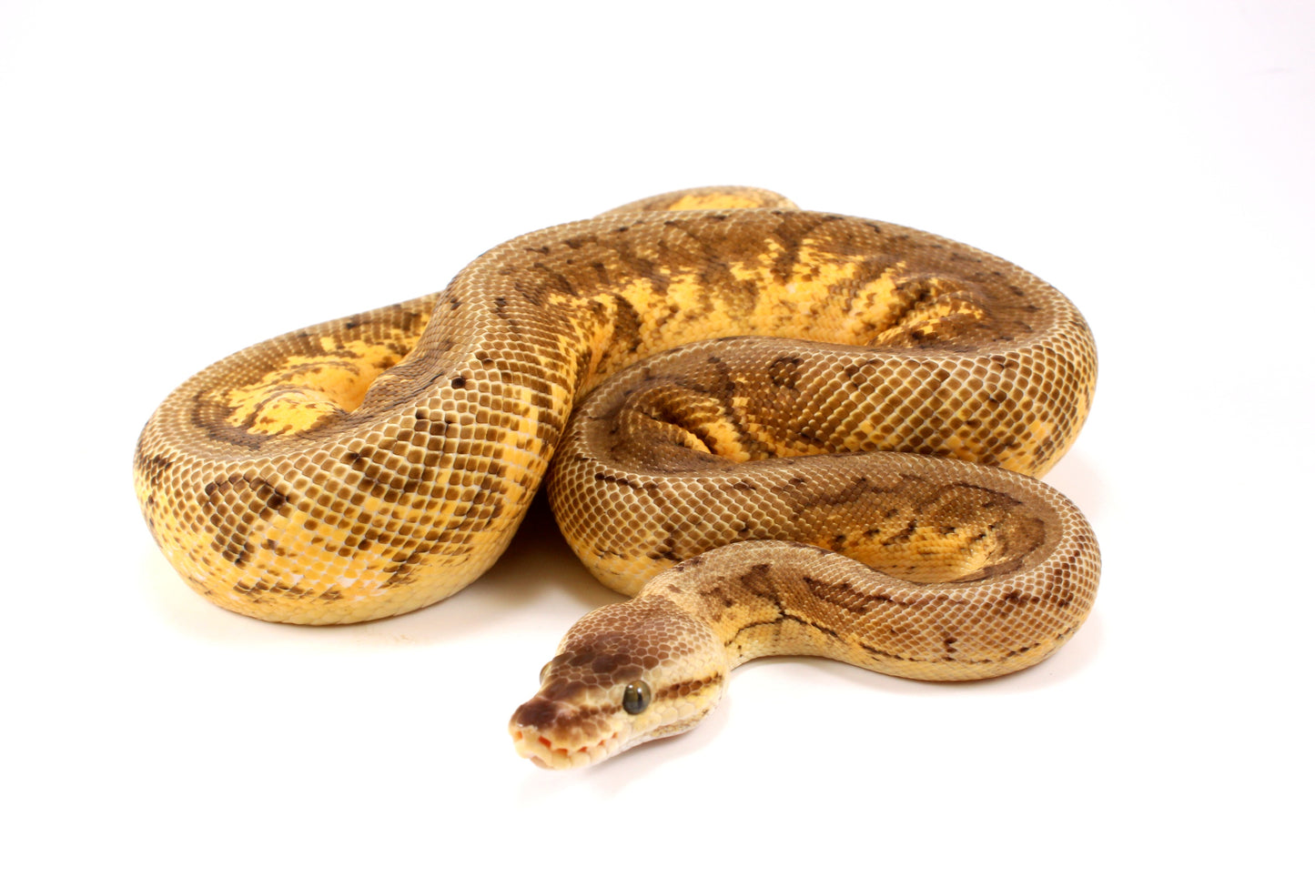 Lemonblast Calico Asphalt/Yellow Belly h. Hypo Ball Python