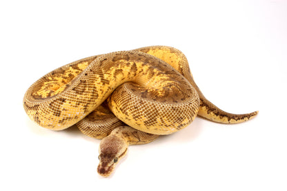 Lemonblast Calico Asphalt/Yellow Belly h. Hypo Ball Python