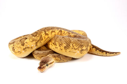 Lemonblast Calico Asphalt/Yellow Belly h. Hypo Ball Python