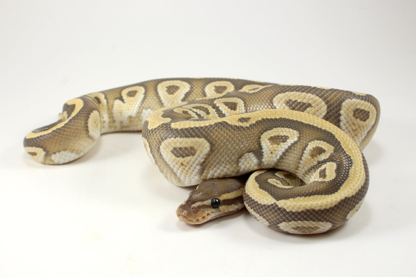 Mojave Hypo h. Clown Ball Python