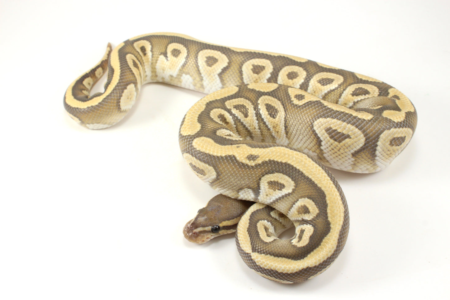 Mojave Hypo h. Clown Ball Python