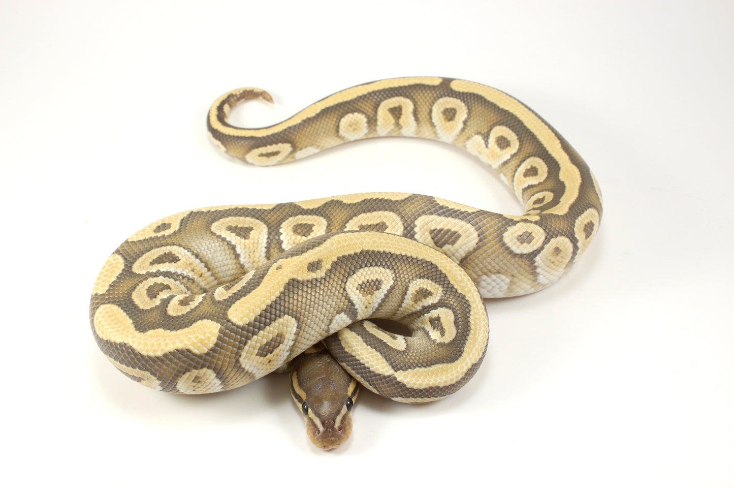 Mojave Hypo h. Clown Ball Python