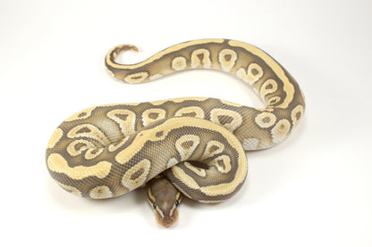 Mojave Hypo h. Clown Ball Python
